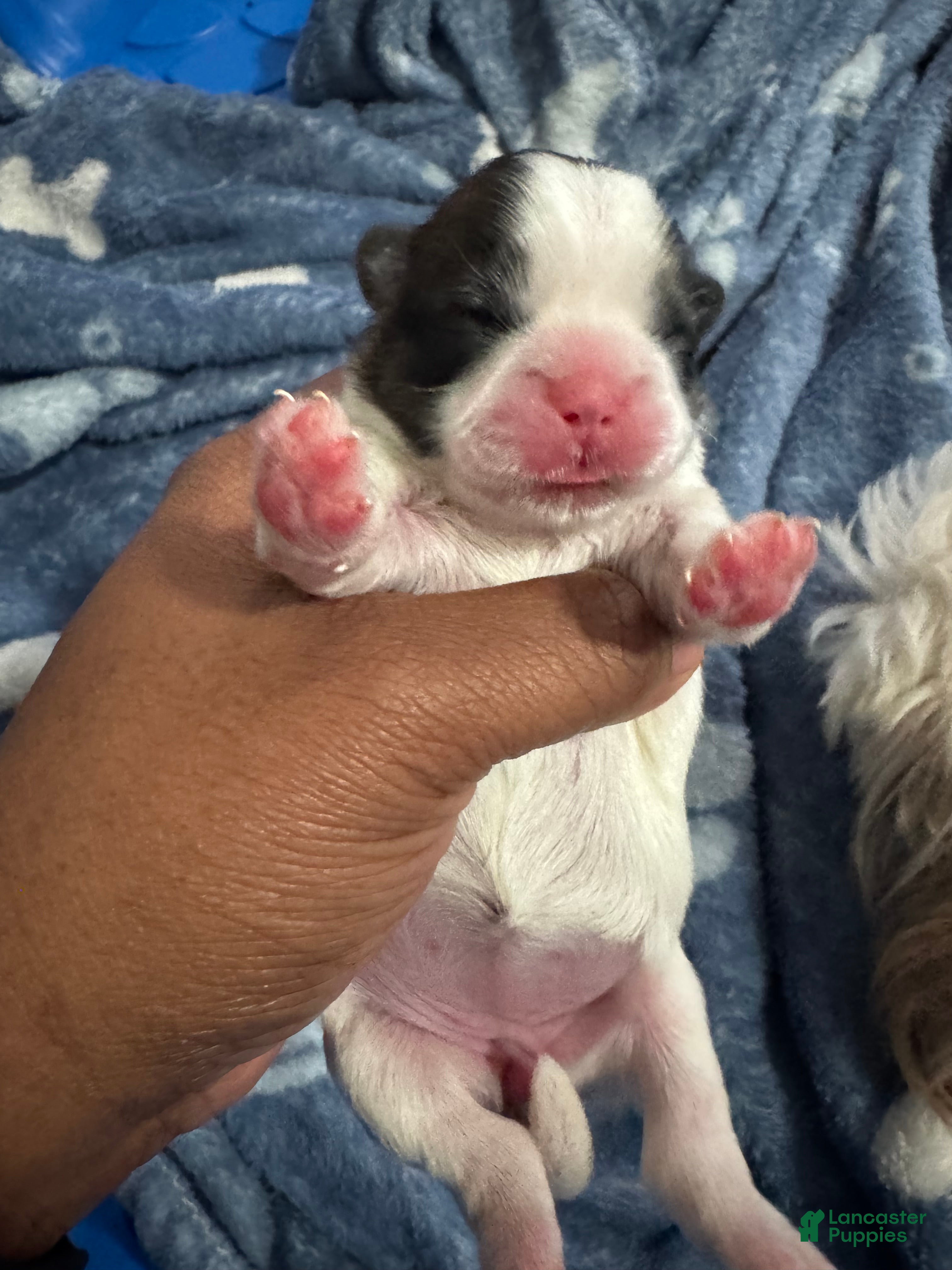 Shih Tzu dogs SADIE - Ad 5