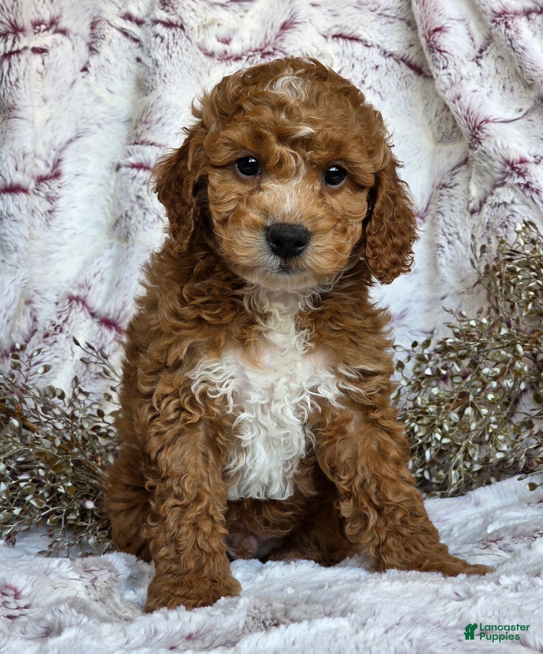 Cockapoo dogs for sale: Nixon - Ad 3