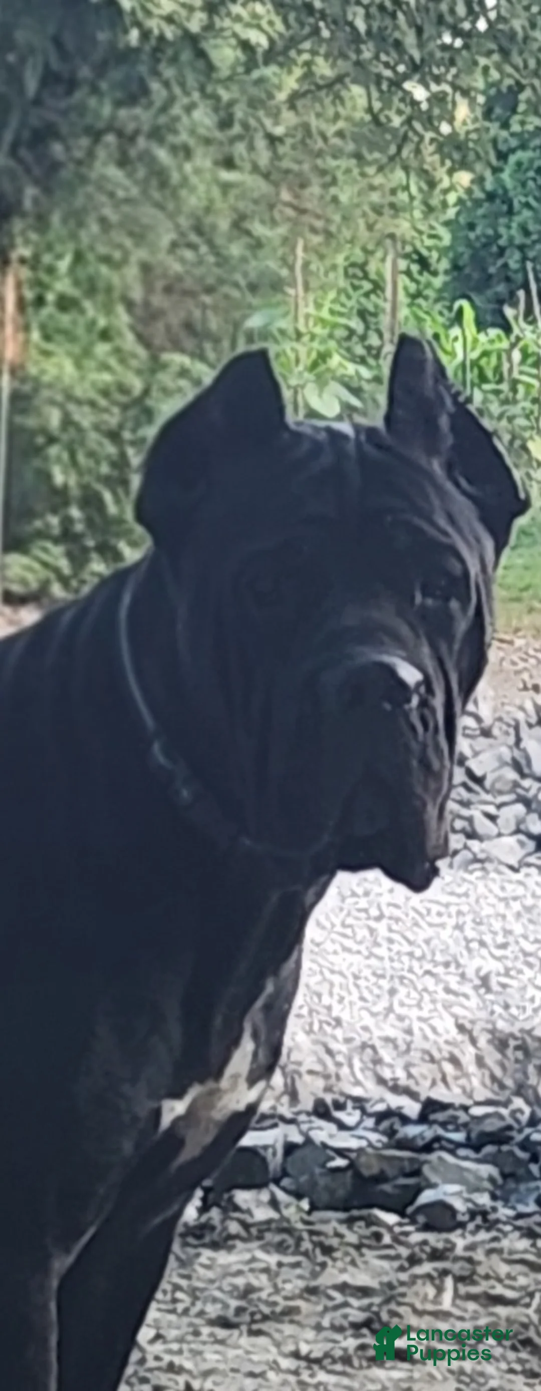 Cane Corso dogs for sale: Cane Corso Puppy 3 Marty - Ad 2