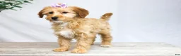 Goldendoodle dogs for sale: HONEY - Ad 2