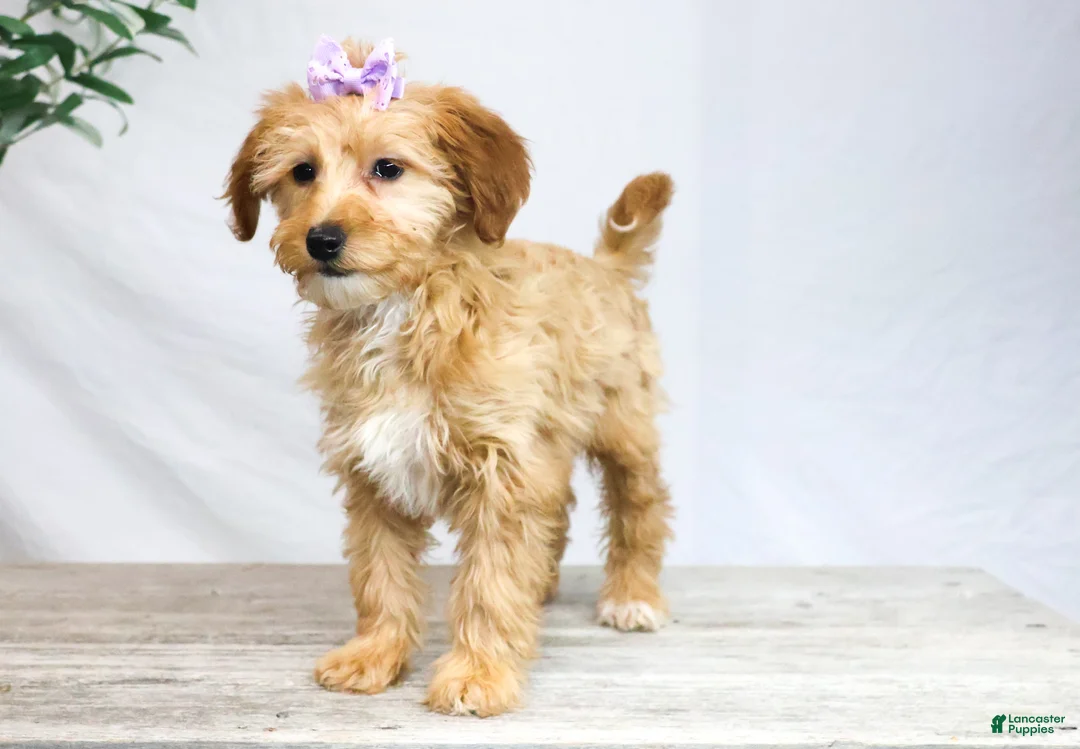 Goldendoodle dogs for sale: HONEY - Ad 2