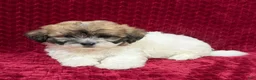 Teddy Bear dogs for sale: Nora - Ad 3