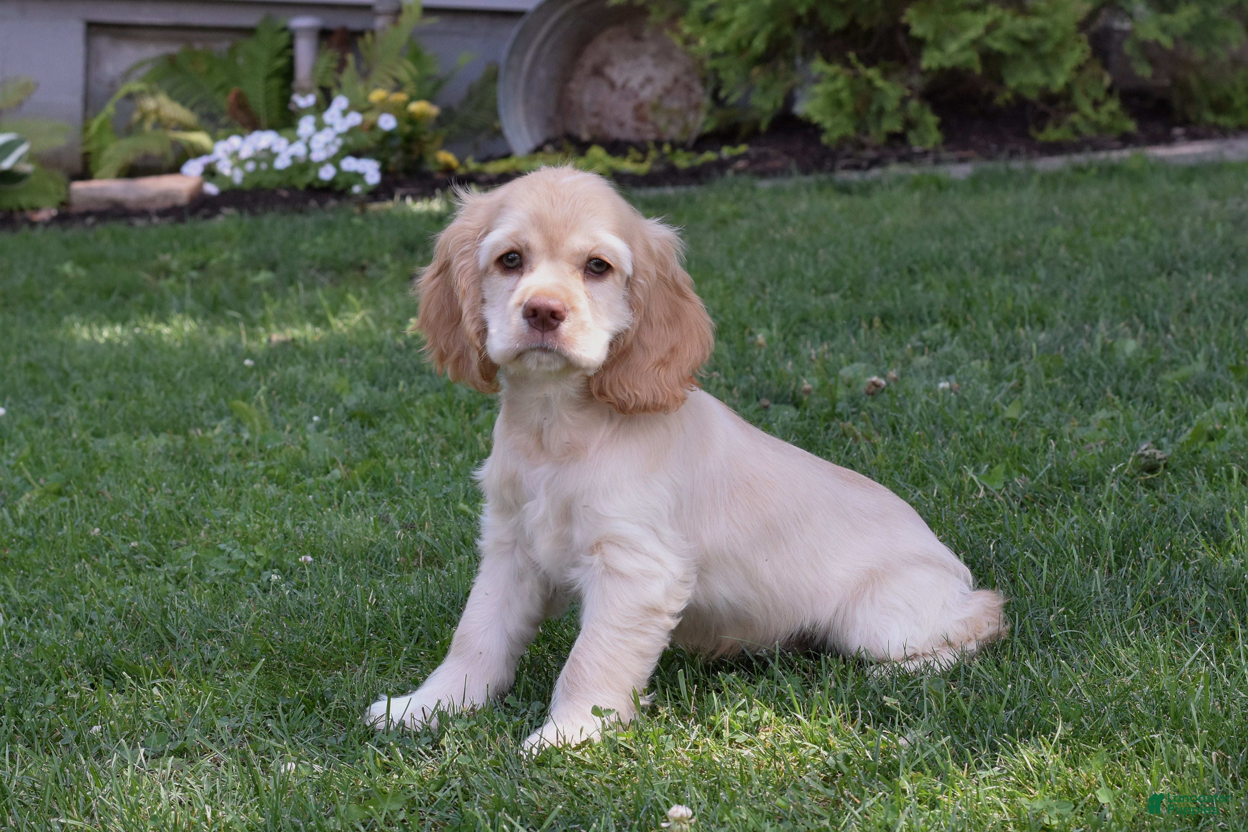 Cocker Spaniel dogs Davie - Ad 2