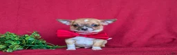 Chihuahua dogs for sale: Jethro 6 lbs Full Grown - Ad 6
