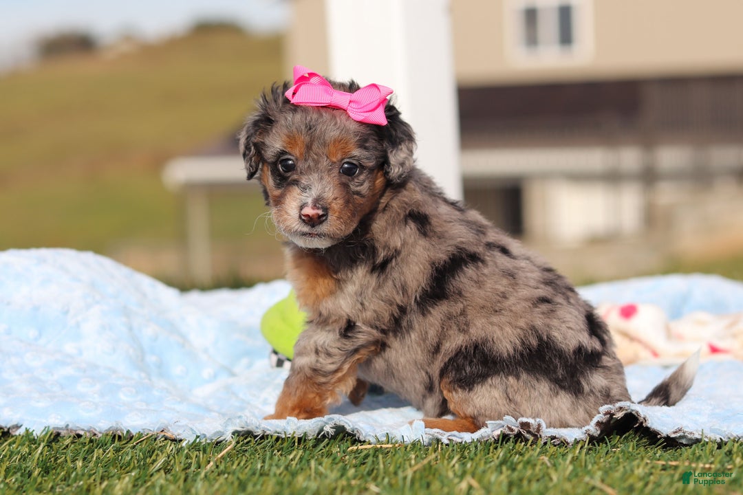 Mini Bernedoodle dogs for sale: Eve - Ad 4