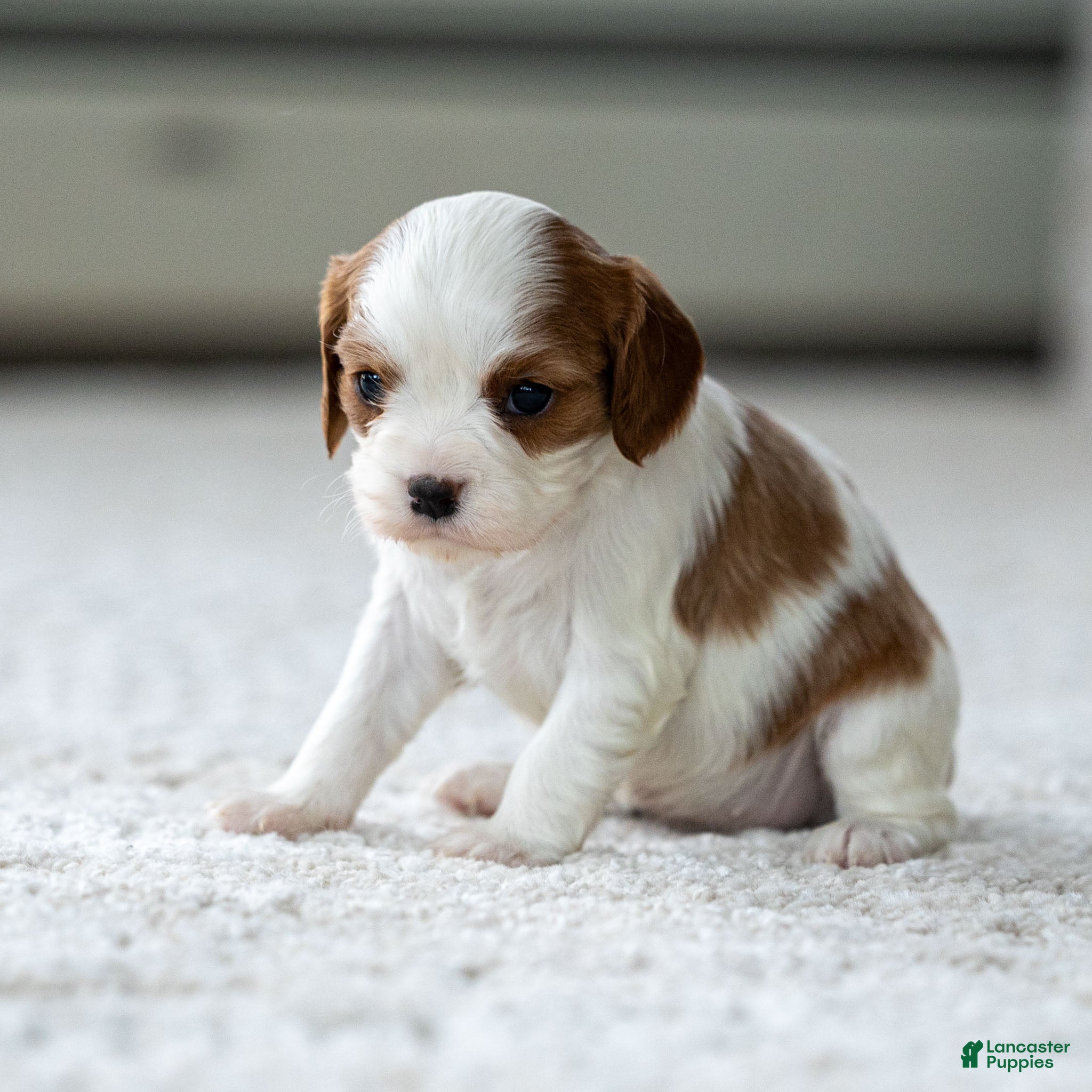 Cavalier King Charles Spaniel dogs Daisy the Cavalier King Charles Spaniel - Ad 34