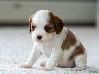 Cavalier King Charles Spaniel dogs Daisy the Cavalier King Charles Spaniel - Ad 34