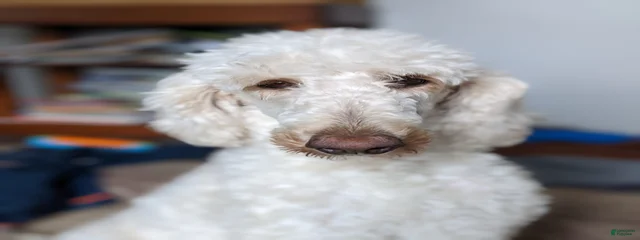 Woola