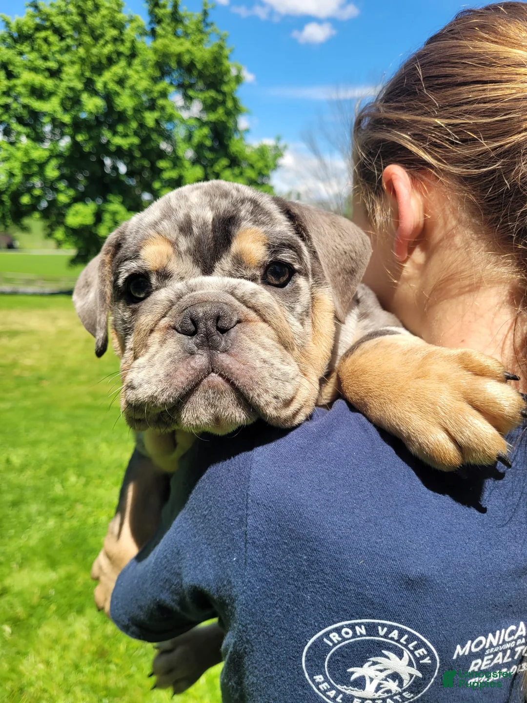 English Bulldog dogs for sale: Diesel - Ad 2