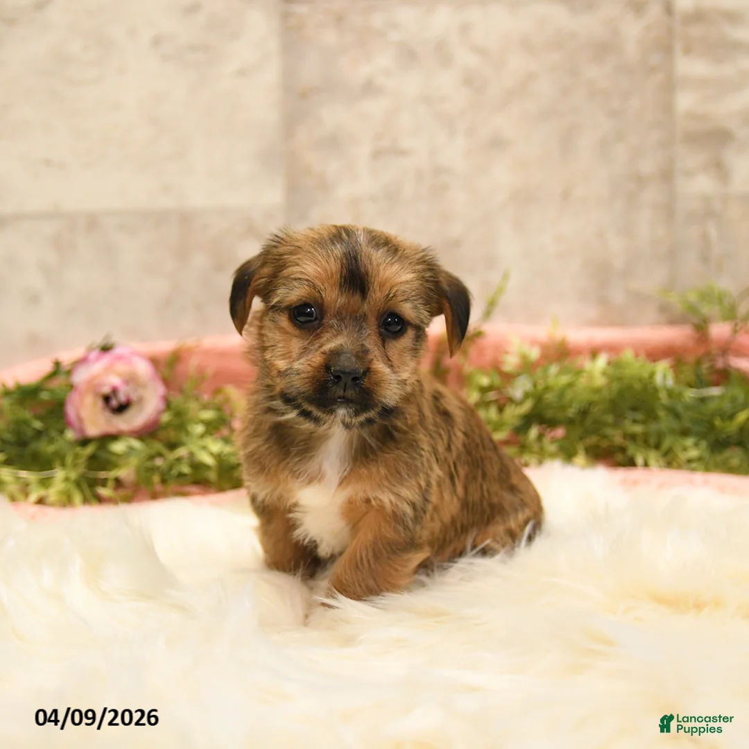 Shorkie dogs for sale: Sheila - Ad 2