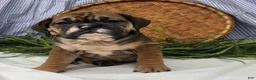 English Bulldog dogs for sale: Savannah - Ad 4