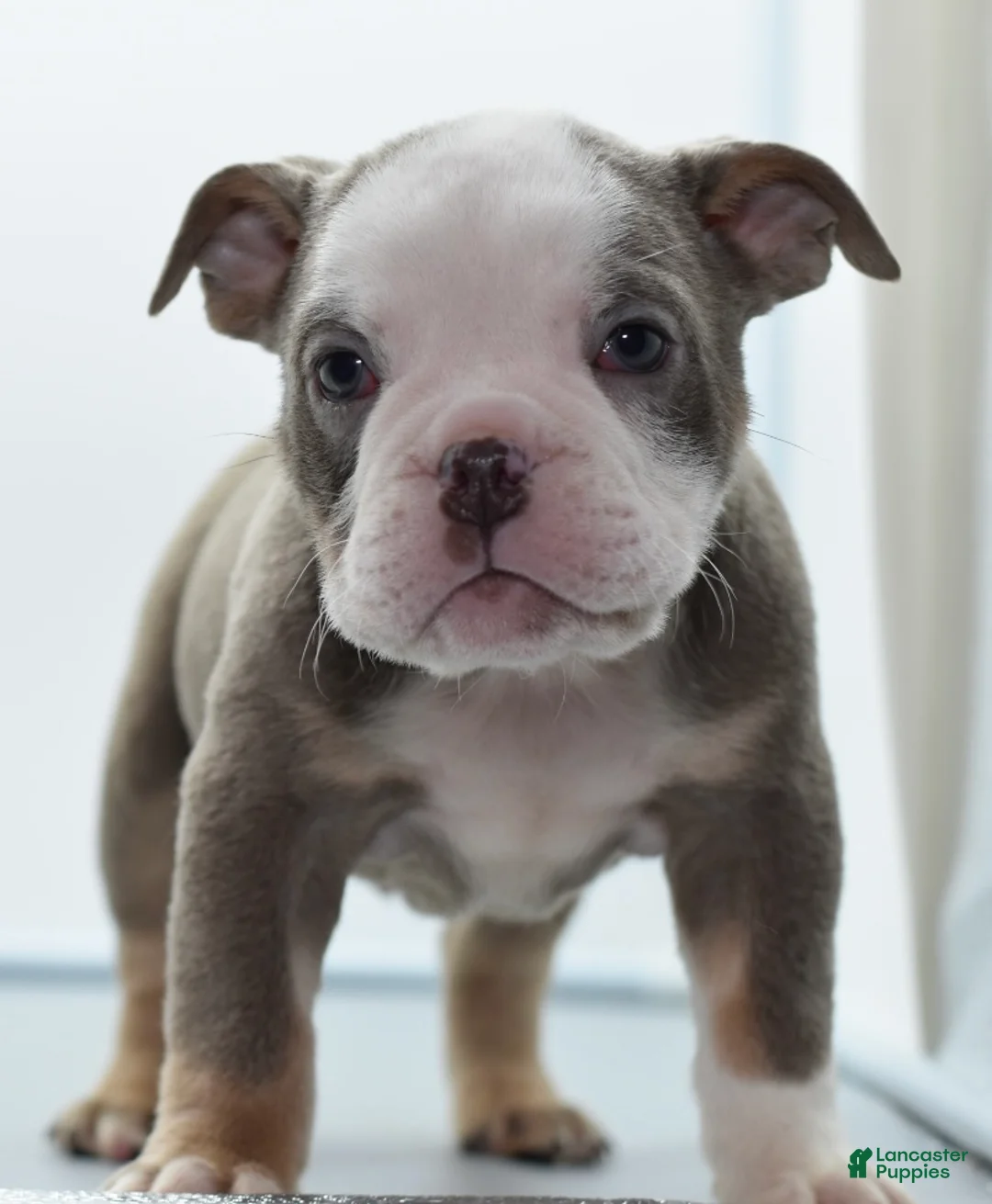 Mixed Breed dogs for sale: Deuce! Bulldog hybrid  - Ad 5