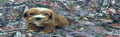 Cavapoo 4