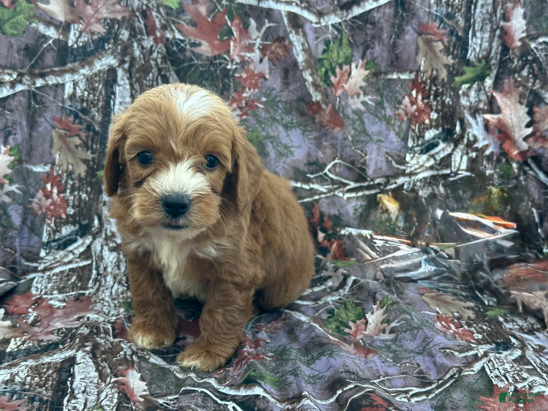 Cavapoo dogs for sale: Cavapoo 4 - Ad 1
