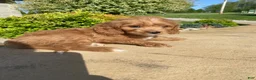 Cavapoo dogs for sale: Thor - Ad 3