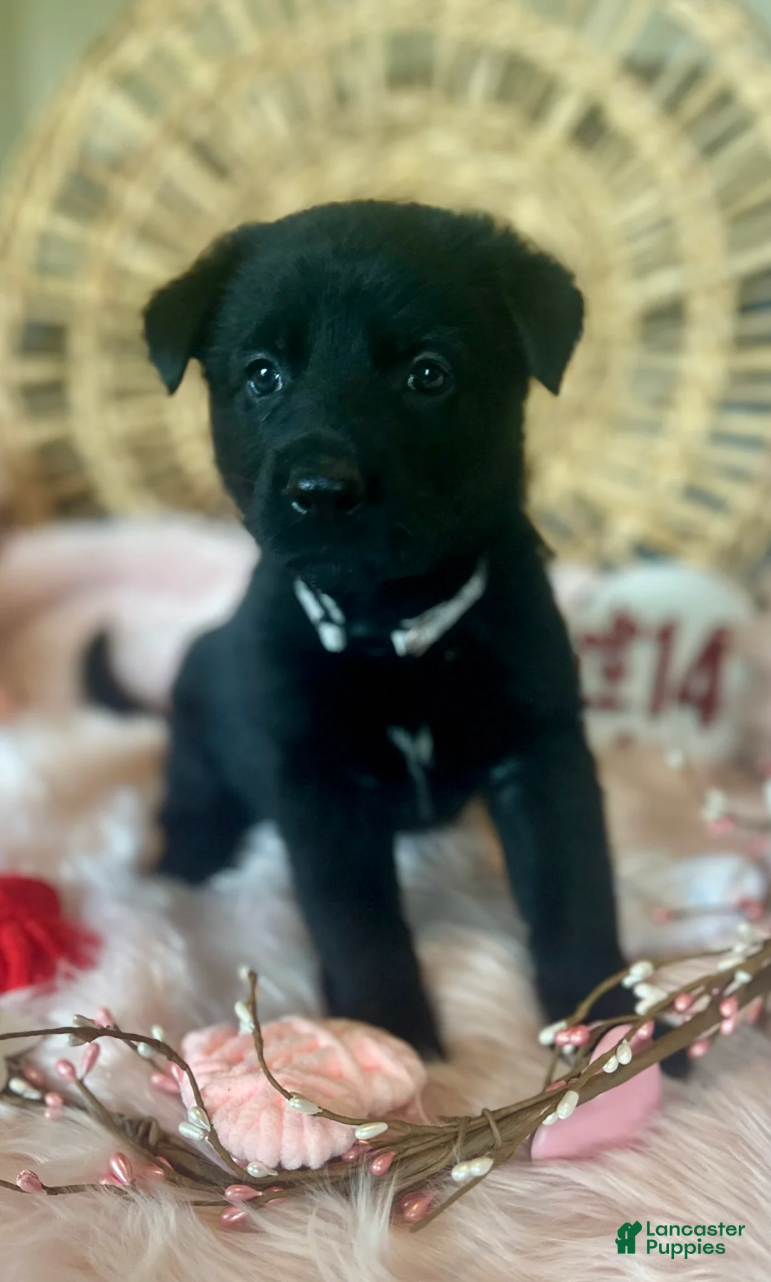 German Shepherd dogs for sale: Poppy  - Ad 1