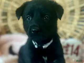 German Shepherd dogs Poppy - Ad 6