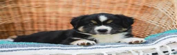 Miniature Australian Shepherd dogs for sale: Winnie - Ad 6