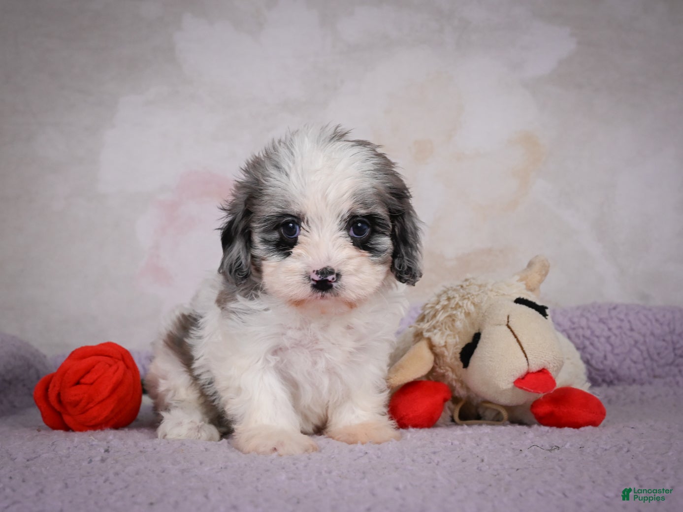 Cavapoo dogs Penny - Ad 1
