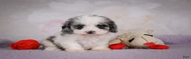 Penny