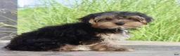 Yorkshire Terrier dogs for sale: Griffin - Ad 3