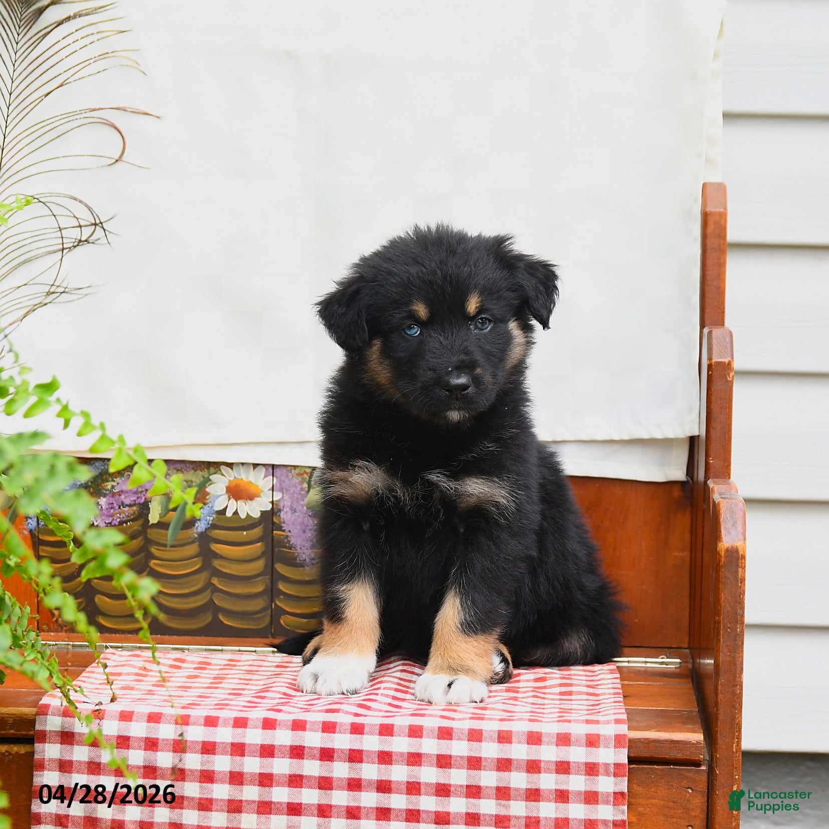 Australian Shepherd dogs Flynn - Ad 2
