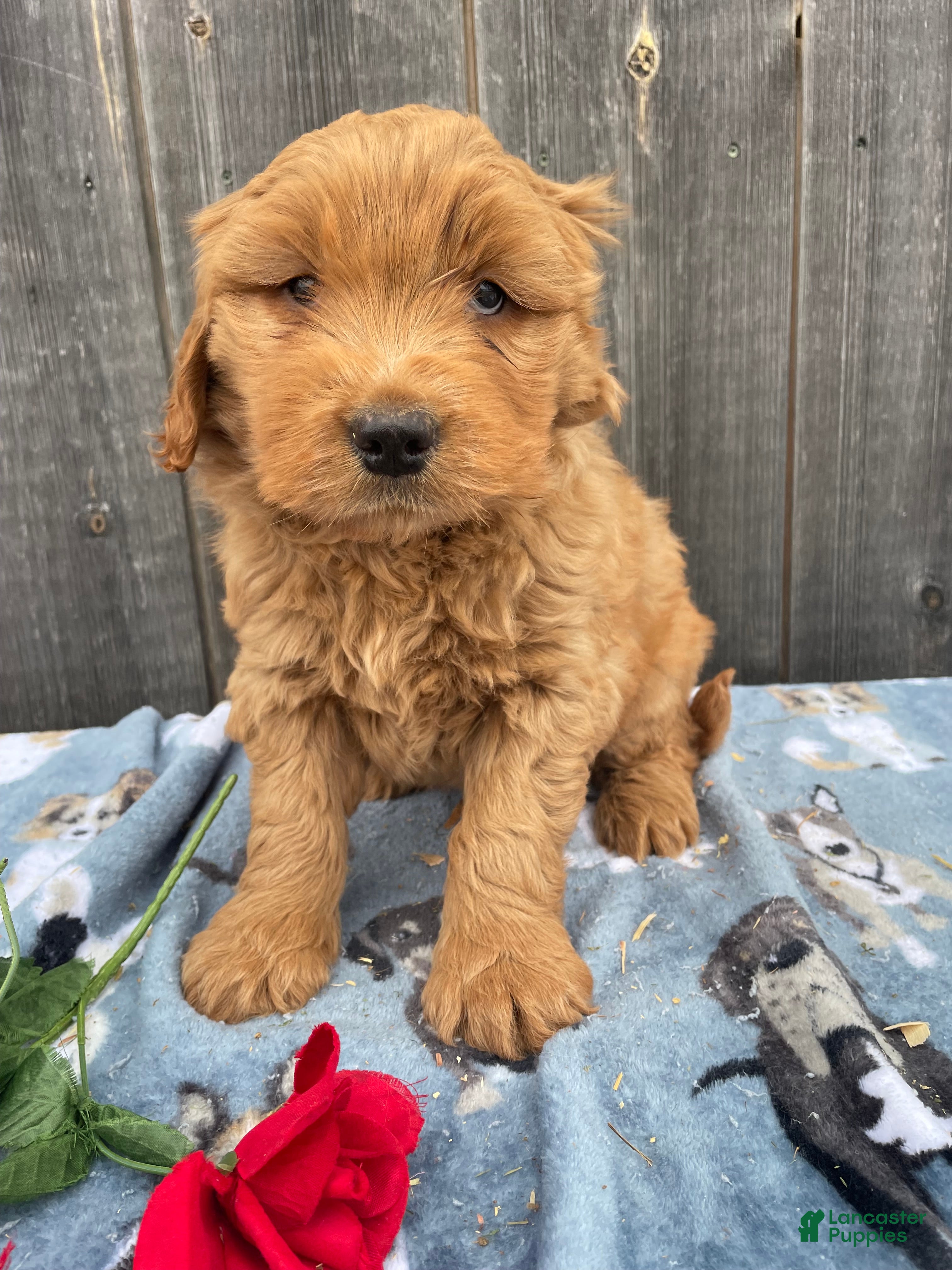 Mini Goldendoodle dogs Dagger - Ad 37