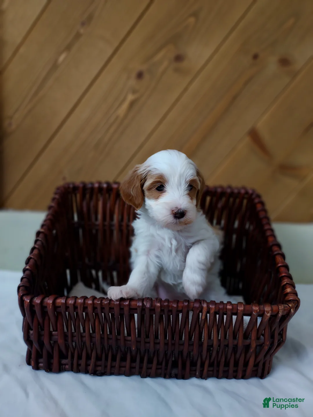 Cavapoo dogs for sale: Blossom - Ad 2