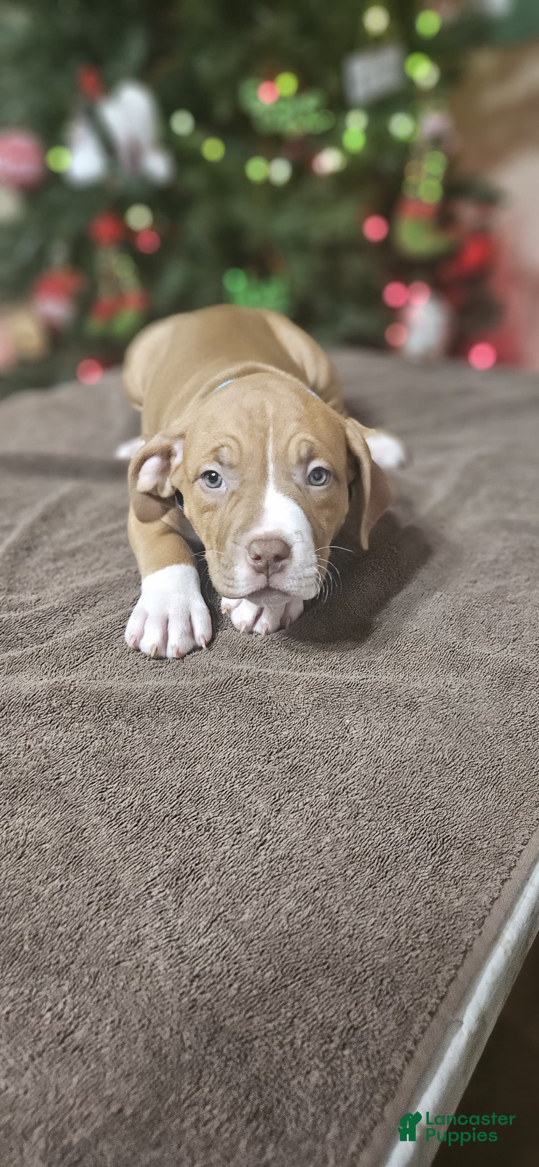 American Bully dogs for sale: Snowflake  - Ad 5