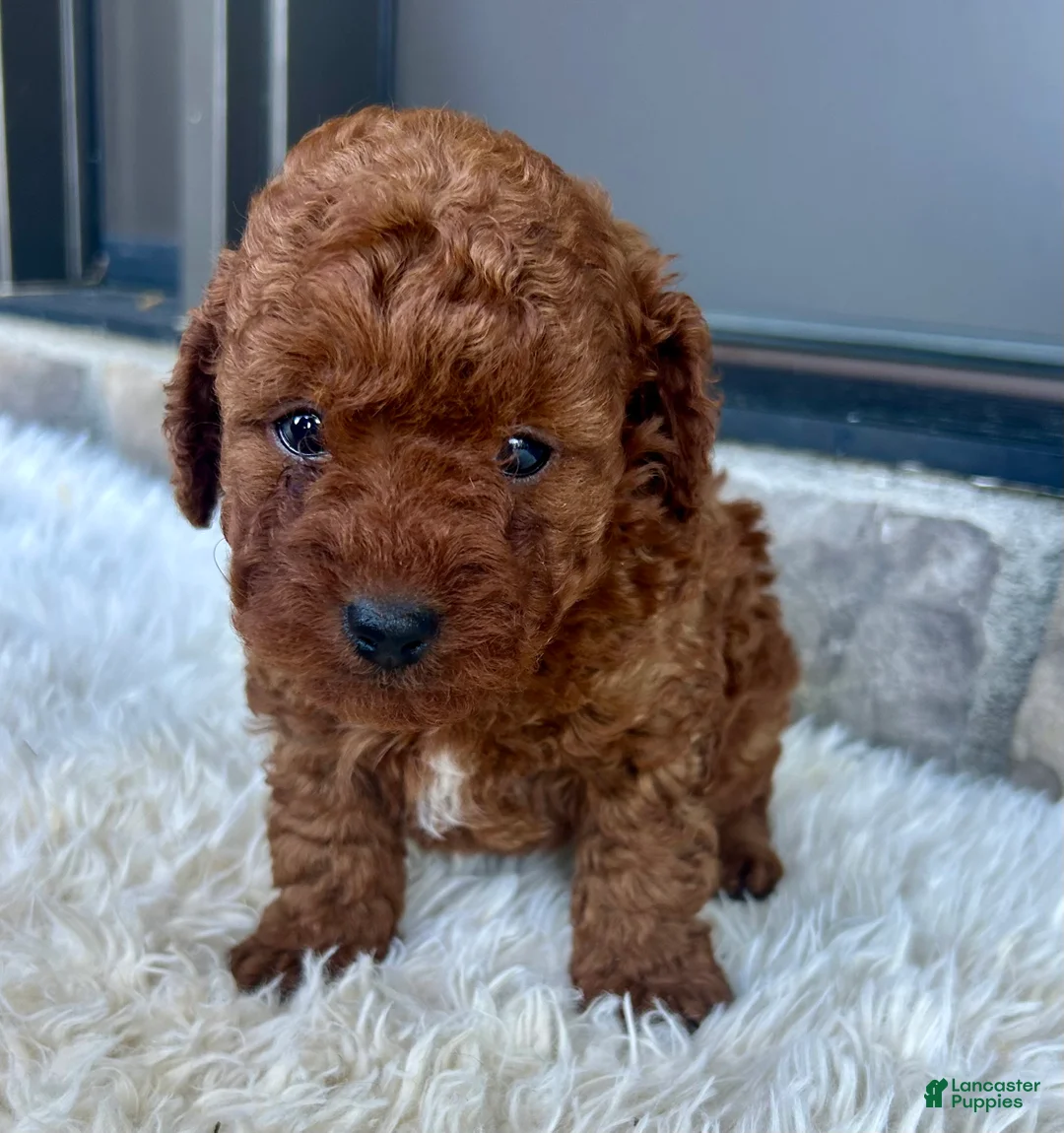 Toy Poodle dogs for sale: Tanner - Ad 1