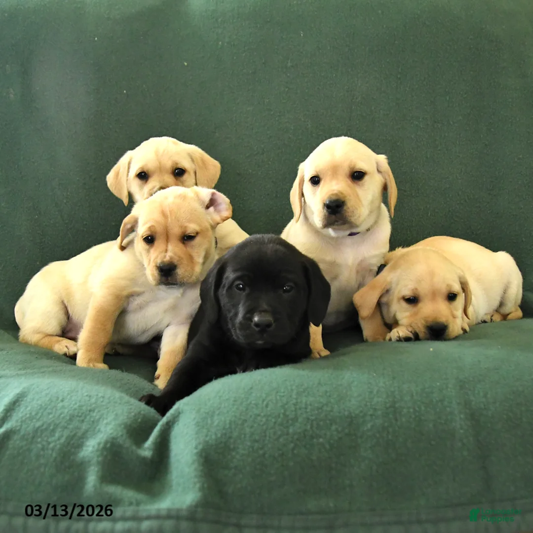 Mixed Breed dogs for sale: Maverick - Ad 5