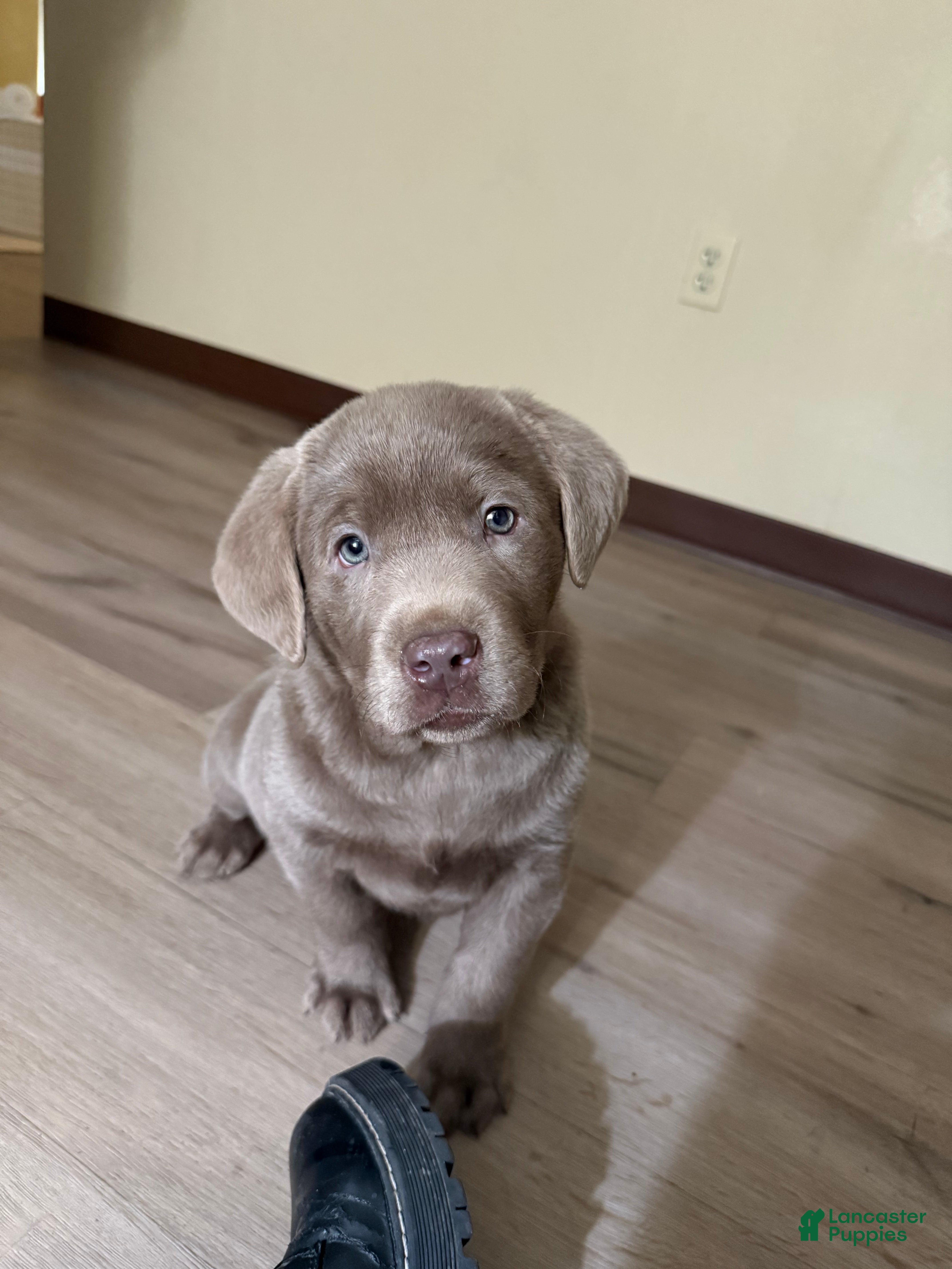 Labrador Retriever dogs for sale: Sammy - Ad 2