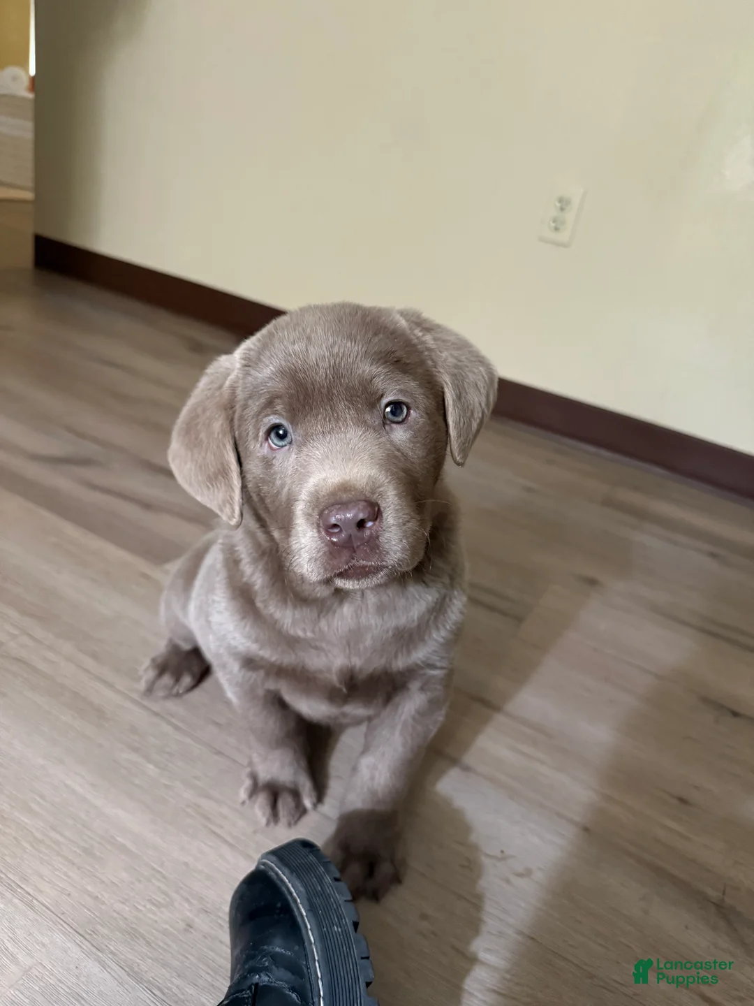 Labrador Retriever dogs for sale: Sammy - Ad 1