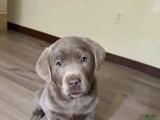 Labrador Retriever dogs for sale: Sammy - Ad 2