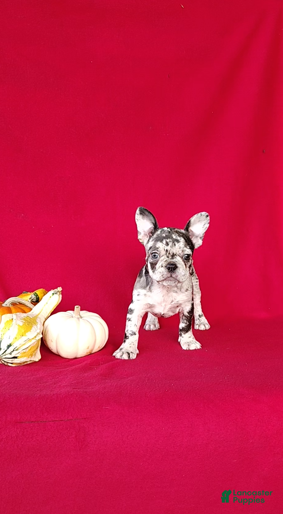 Frenchton dogs Roxy - Ad 2