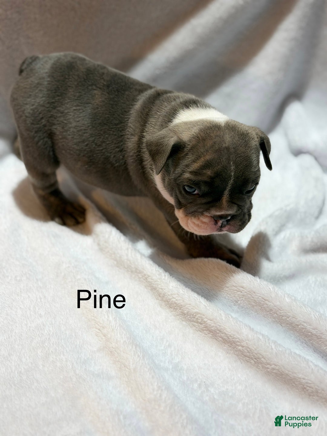 English Bulldog dogs for sale: English Bulldog Puppy 3 - Ad 5