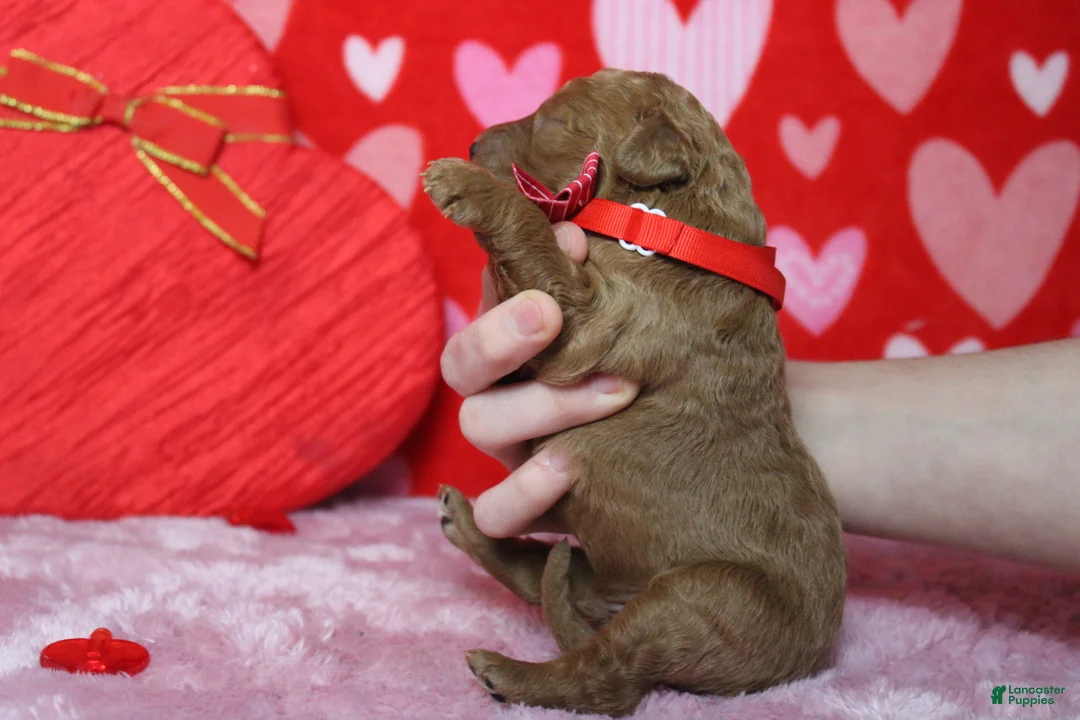 Goldendoodle dogs for sale: Sprite  - Ad 8