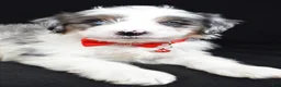 Mini Aussiedoodle dogs for sale: Seth - Ad 4
