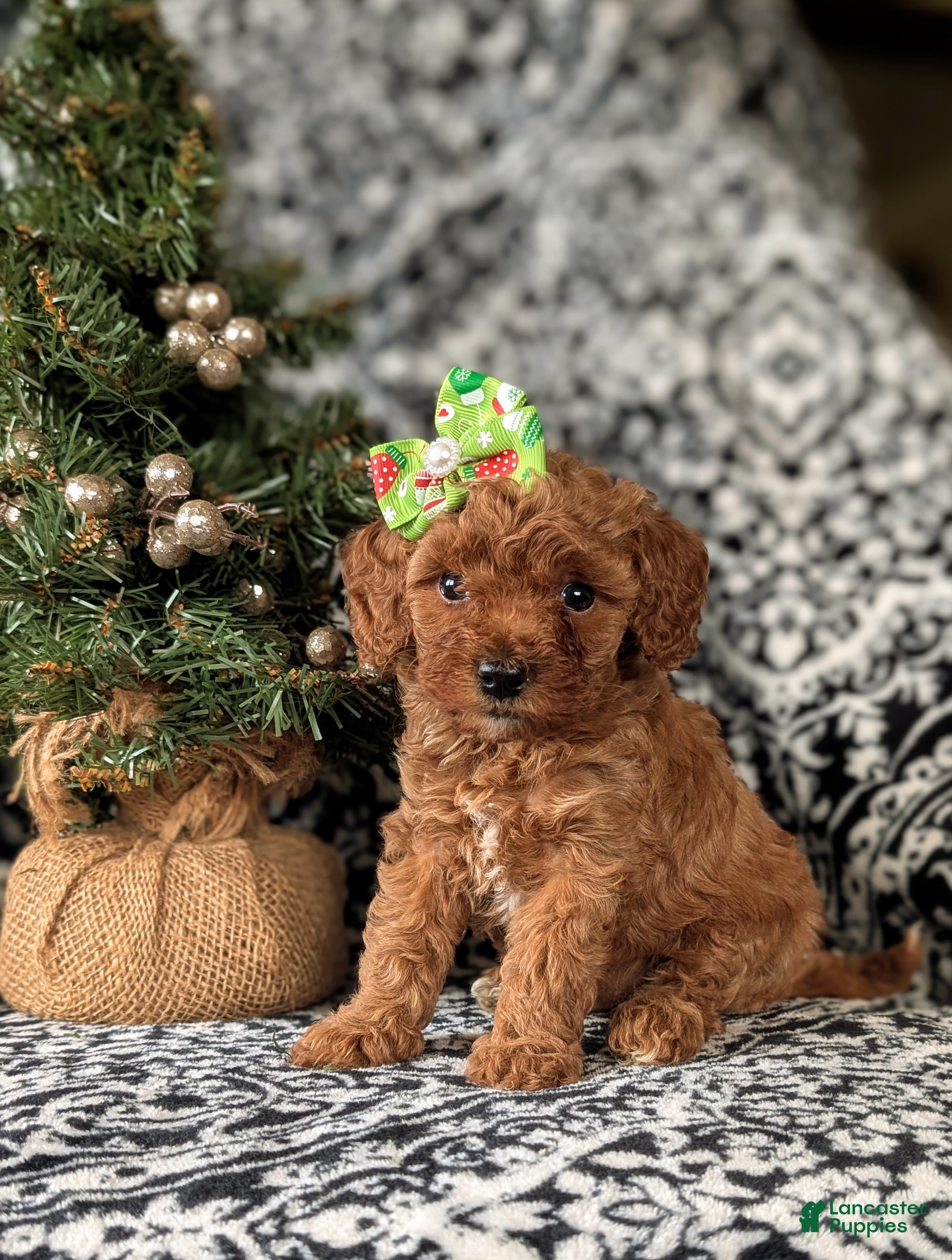 Cavapoo dogs Camryn Hypoallergenic - Ad 24