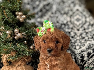 Cavapoo dogs Camryn Hypoallergenic - Ad 24