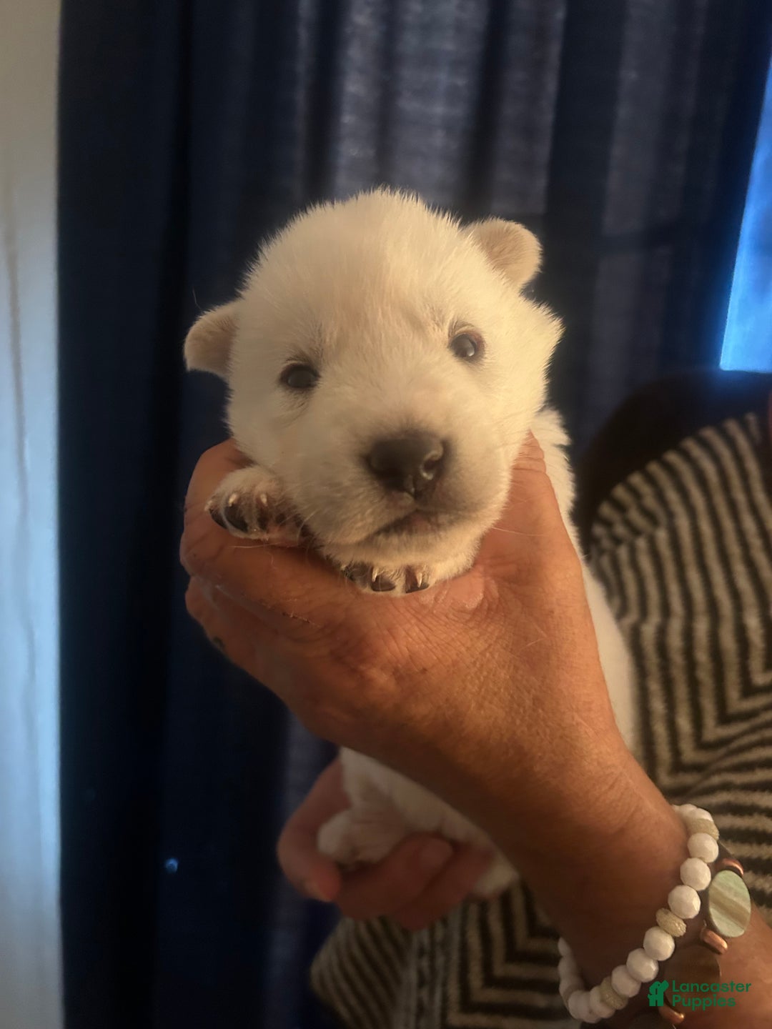 Gerberian Shepsky dogs for sale: Apollo Gerberian Shepsky Puppy 3 - Ad 11