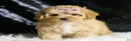 Maltipoo dogs for sale: Ember - Ad 3