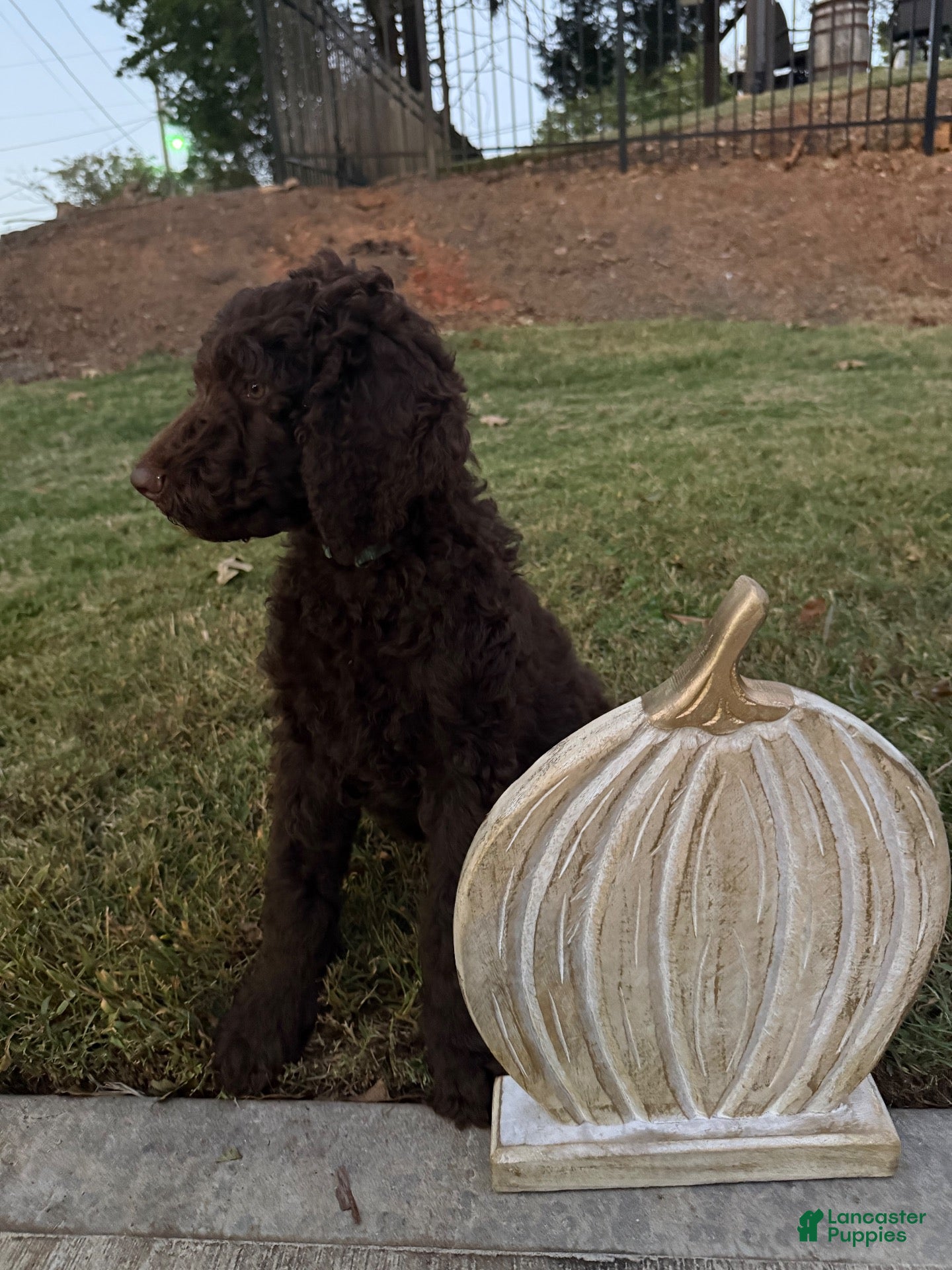 Goldendoodle dogs for sale: Blu - Ad 2
