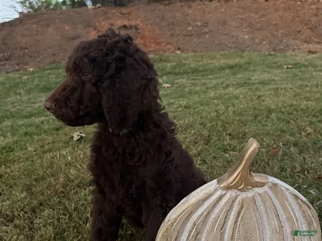 Goldendoodle dogs for sale: Blu - Ad 2