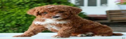 Mini Goldendoodle dogs for sale: Mitchell  - Ad 2