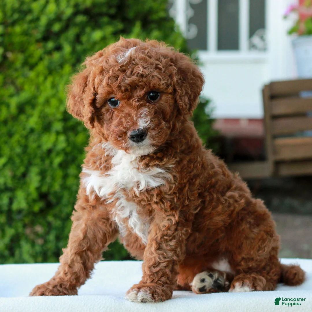 Mini Goldendoodle dogs for sale: Mitchell  - Ad 2