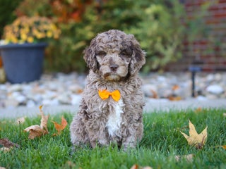 Newfypoo dogs Cliff - Ad 26