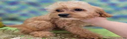 Cavapoo dogs for sale: Miles - Ad 29