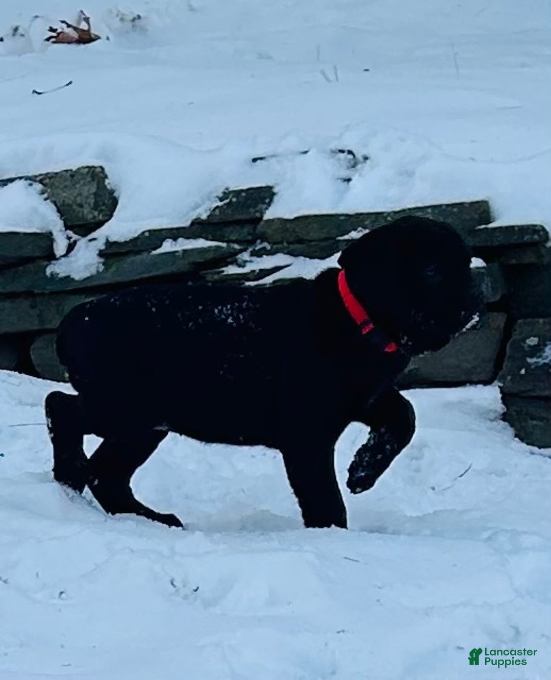 Cane Corso dogs for sale: Cane Corso Puppy 1 - Ad 12