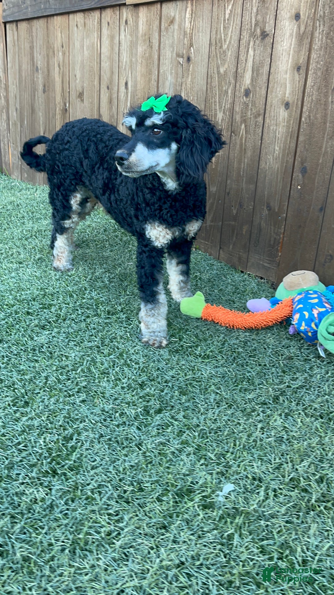 Miniature Poodle dogs for sale: Akc Clear Black Phantom Girl Piper - Ad 11